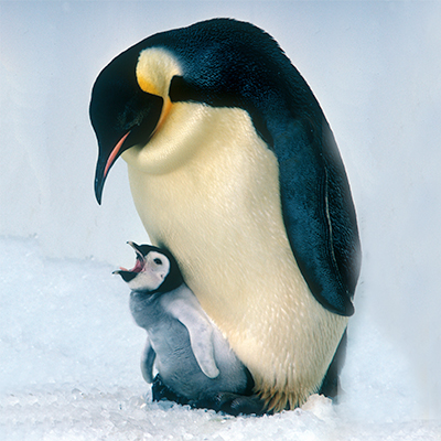 PENGUINS - Diet & Eating Habits | Penguins, Penguin pictures, Animals